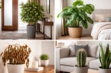 Cây phong thủy đặt sai chỗ còn hại hơn không trồng: 4 vị trí tưởng tốt nhưng âm thầm “rút” lộc
