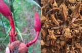 Cây mọc dại tên “ngượng đỏ mặt” mỗi năm chỉ có một mùa, nay thành đặc sản rừng giá 400.000 đồng/kg