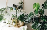 3 cây cảnh lá lớn được coi là 'Hot Trend' của năm 2026, tràn đầy hơi thở nhiệt đới, chiêu tài, cầu may