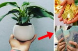 3 loại cây dân buôn chuộng nhất, gọi Tiền Tài theo về