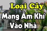 4 loại cây âm trồng trước nhà cây càng xanh người càng suy kiệt, lao đao