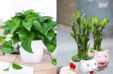 5 loại cây cảnh được ví như 'bùa hộ mệnh' hút tài lộc cho gia chủ, càng trồng càng giàu
