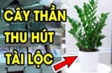 Dân buôn bán cực chuộng 3 cây cảnh này: Vừa “hút” tiền tài, vừa giúp gia chủ khỏe lên trông thấy