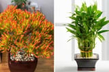 5 cây cảnh là “Vua thịnh vượng”, bảo vệ gia đình: Tốt cho phong thuỷ, lợi sức khoẻ