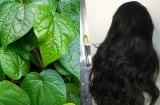 Lấy 5 loại lá này đun nước gội đầu, thấy rõ tóc giảm rụng, tóc con mọc không ngừng