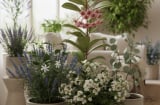 Muốn nhà lúc nào cũng thơm ngát? 7 loại cây trồng trong nhà giúp không gian dễ chịu tự nhiên