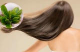 Gội đầu bằng thảo dược: Giải pháp tự nhiên giúp nuôi dưỡng tóc và da đầu khỏe mạnh mùa đông