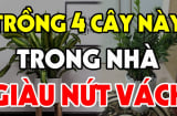 4 loại cây trồng trước nhà nào nhà đó đổi vận: Nghèo mấy cũng hóa giàu có viên mãn