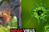 Dơi mang virus Nipah thường ăn một loại quả quen thuộc tại Việt Nam:  Bộ Y tế khuyến cáo