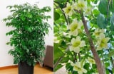 3 loại cây cảnh này trồng trong nhà ra hoa, điềm báo 'trúng số', gia chủ mang túi ba gang hốt tiền tài