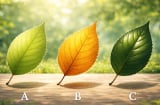 Quiz đầu năm 2026: Chọn một chiếc lá để biết bạn nên buông hay giữ gì để vận trình bứt phá