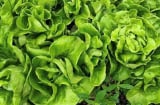 5 người nên hạn chế ăn rau xà lách