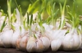 Gừng, hành, tỏi mọc mầm có ăn được không? Cận Tết nhất định phải biết