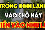Vị trí trồng cây đinh lăng chuẩn phong thủy: Đặt đúng chỗ như “thần giữ của”, hút tài lộc, ít người biết