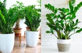 3 loại cây tài lộc nên đặt trong nhà vào Tết Bính Ngọ 2026