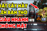 4 loại cây đặt lên bàn thờ: Gia chủ có nghèo tới mấy cũng đổi vận giàu có