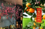 3 vị trí không nên đặt cây quất, cây đào ngày Tết: Là đại kỵ khiến tiền của đội nón ra đi