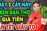 5 loại cây trồng trên trong nhà hút tài lộc giàu có trọn đời