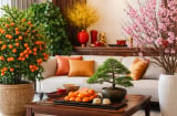 Ngày Tết đặt cây cảnh sai chỗ dễ mất lộc: 6 điều cần tránh để tiền tài không “quay đầu”