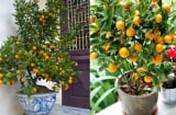 Vị trí đặt cây quất ngày Tết giúp kích hoạt tài lộc, gia chủ vượng phát cả năm