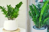 Tết Bính Ngọ đặt 3 loại cây này trong nhà, Tài - Lộc - Tiền đua nhau vào cửa