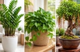 3 loại cây càng để lâu càng tụ tài: Trồng một lần, lộc vào bền bỉ