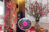 Đặt cây đào tết 2026 ở vị trí nào trong nhà tốt nhất theo phong thủy để rước tài lộc, may mắn?