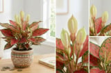 3 loài cây nở hoa báo hiệu điềm lành: Trong nhà sắp phát tài giàu có