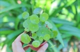 Loài cây nhỏ xinh, giúp tăng tài vận, xinh đẹp khiến nhiều người muốn sở hữu