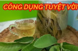 5 tác dụng tuyệt vời của nước lá ổi