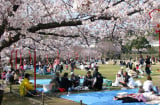 Mùa hoa anh đào tại Nhật Bản sẽ nở sớm hơn mọi năm, nhiều thành phố hủy lễ hội do quá tải