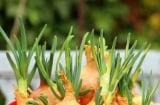 Gừng, hành, tỏi mọc mầm có ăn được không? Cảnh báo nguy cơ mùa nồm ẩm nhiều người bỏ qua