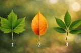 Quiz: Chọn 1 chiếc lá có thể tiết lộ điểm yếu dễ khiến bạn gặp khó khăn trong công việc