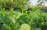 5 loại rau 'bổ hơn thịt, rẻ hơn thuốc', thấy chợ bán đừng bỏ qua