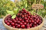 Loại quả nổi tiếng thế giới trồng ở Khánh Hoà, nhỏ như viên bi, trồng 1 năm đã cho thu hoạch, giá 200.000 đồng/kg