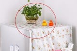 4 loại đồ vật này không nên để trên tủ lạnh, kẻo vận khí trong nhà biến mất, làm ăn kinh khó khăn
