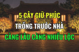 5 loại cây mọc ở nhà nào nhà đấy Lộc, tiền tài kéo theo về