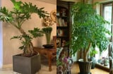 90% nhà giàu đều đặt những loại cây này trong phòng khách: Chỉ cần một chậu tài lộc tự tìm đến
