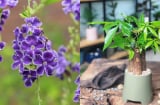 5 cây cảnh “được người xưa chọn mặt gửi vàng”: Trồng trong nhà, vừa đẹp vừa mang ý nghĩa tài lộc