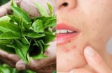 Trà xanh và làn da: lợi ích nổi bật cùng cách sử dụng đúng để hỗ trợ chống lão hóa