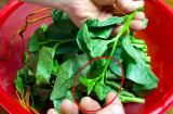 5 người nên ăn rau mùng tơi mỗi ngày