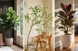 4 loại cây cảnh vừa đẹp vừa sang, cực hút lộc: Nhà giàu rất yêu thích đặt trong phòng khách