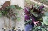 Mẹo trồng tía tô bằng cành, cắm xuống đất là cây lên ầm ầm, ăn quanh năm