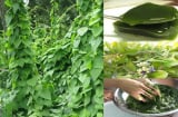 Từ dây leo mọc dại thành đặc sản ‘tiền tỷ’, có nhiều công dụng tốt cho sức khỏe, được nhiều người ưa thích ăn