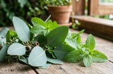 Cách đuổi muỗi tự nhiên tại nhà: Trồng 9 loại cây này là thấy khác biệt