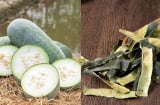Vỏ bí đao (bí xanh) bị đem bỏ đi hóa ra lại là vị thuốc quý, mang lại 5 lợi ích đặc biệt
