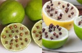 Cắm thứ này vào quả chanh và đặt ở góc nhà, muỗi nhiều mấy cũng hết sạch