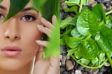 Rau mồng tơi – “bí quyết xanh” giúp làm sáng da, se khít lỗ chân lông và ngăn ngừa lão hóa