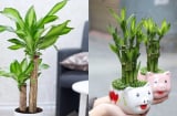 Nhà giàu thường trưng 3 loại cây này để hút tài lộc: Người nghèo đặt đúng cách cũng có cơ hội 'đổi vận'