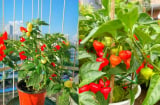 Trồng cây ớt trước cửa nhà có ý nghĩa phong thủy gì?